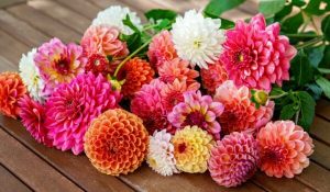 Fresh Dahlias